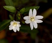 Epilobium minutum 18-9348